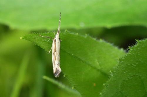 Réf. 321 683 : Plutella porrectella